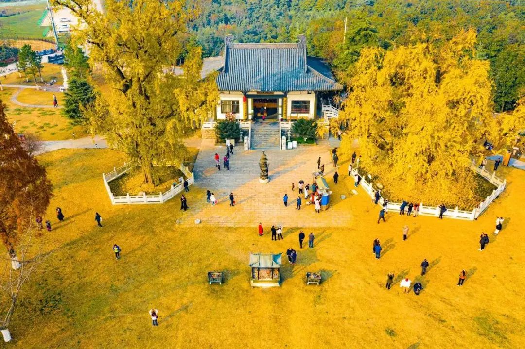 保护升级  《江苏省城市古树名木保护管理规定》10月20日起施行